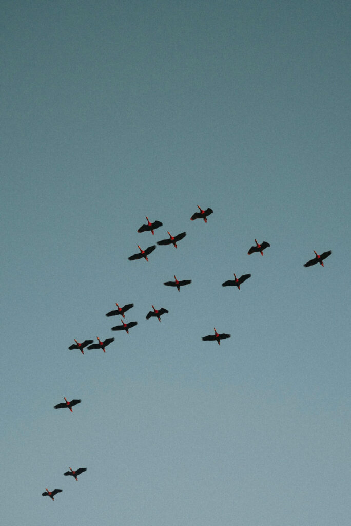Group of birds flying together, a view from havenwyld, a luxury lodging in Texas Hill Country