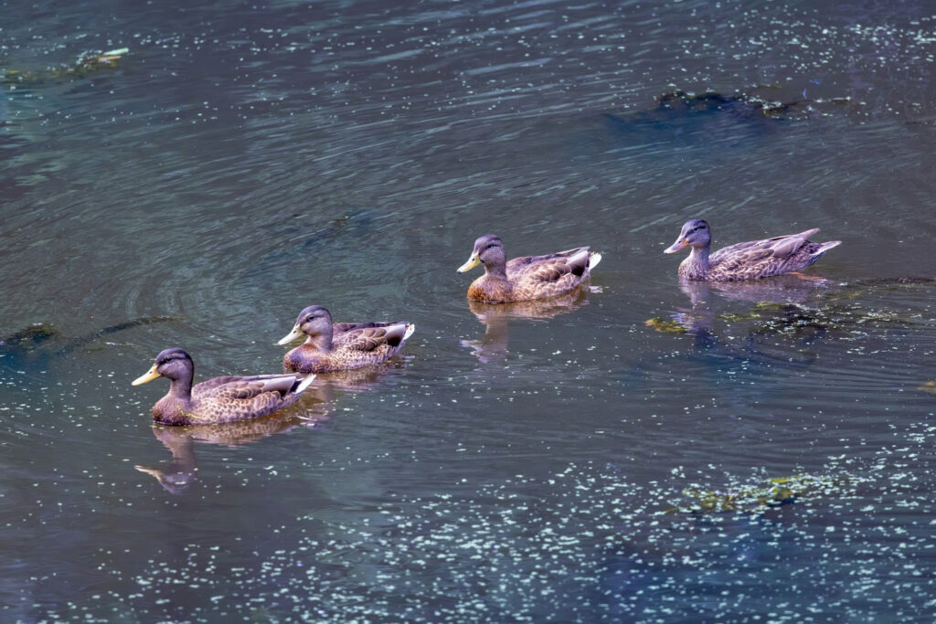 Five ducks swimming together in a calm pond






