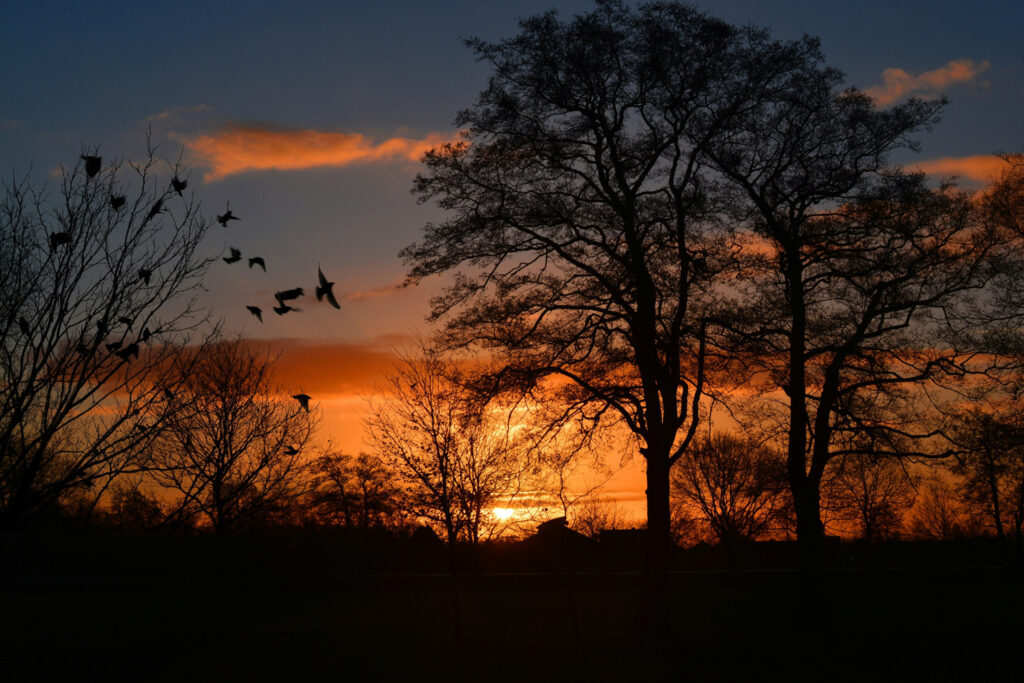 Sunset at Havenwyld